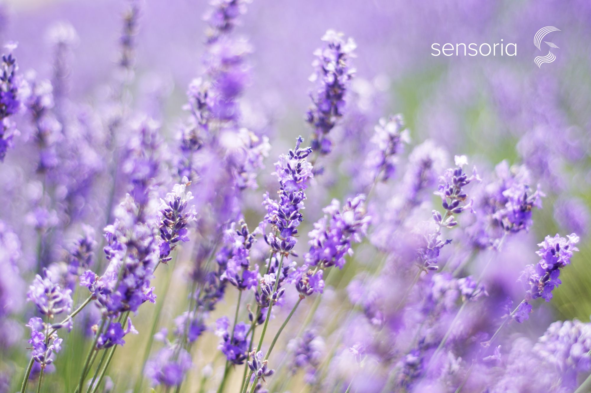 Themenjahr Lavendel