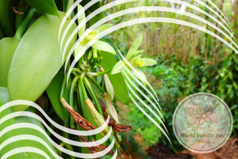 Welt Vanille Tag, Vanillepflanze, Madagaskar