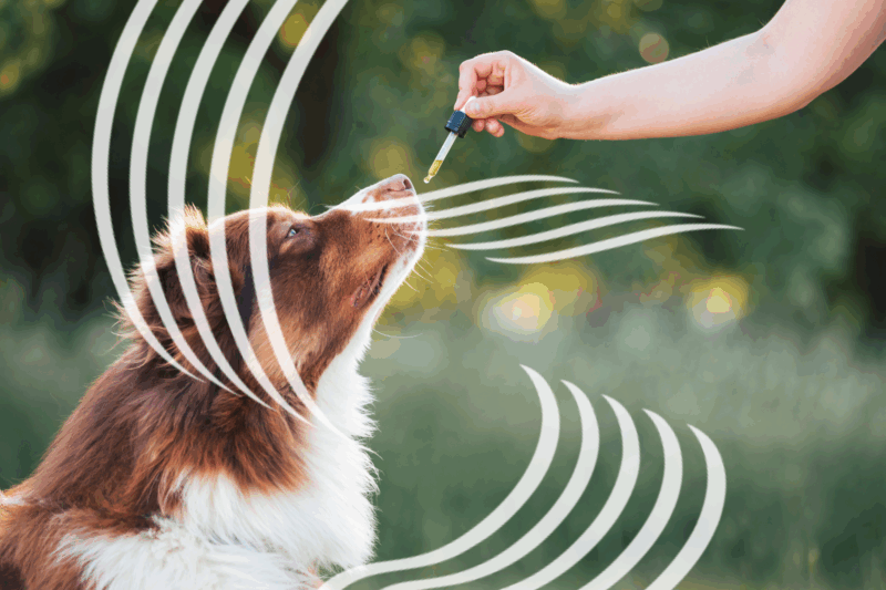 Hund bekommt aetherisches Oel